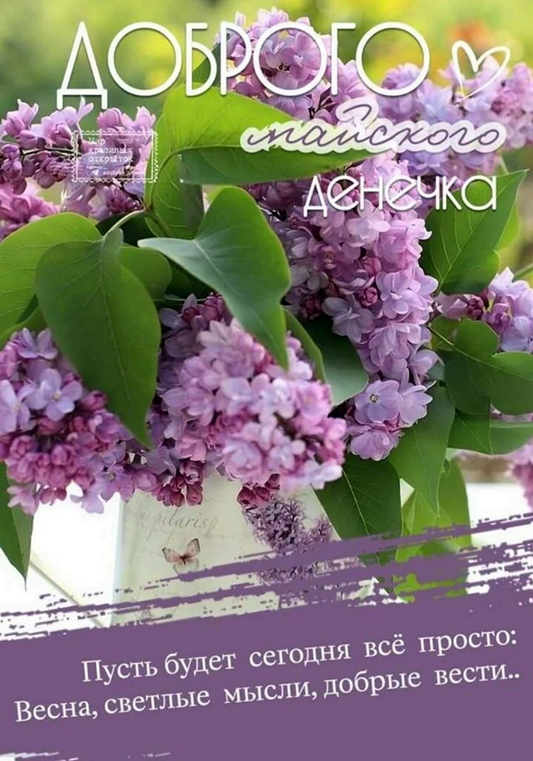 Скандинавская сирень
