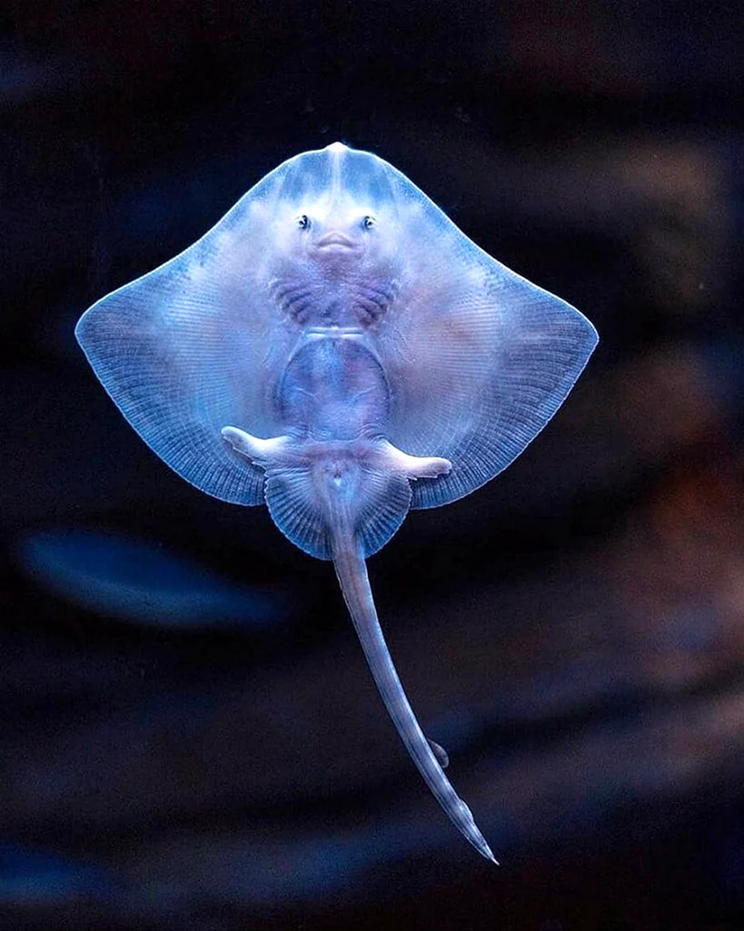 Скат Stingray