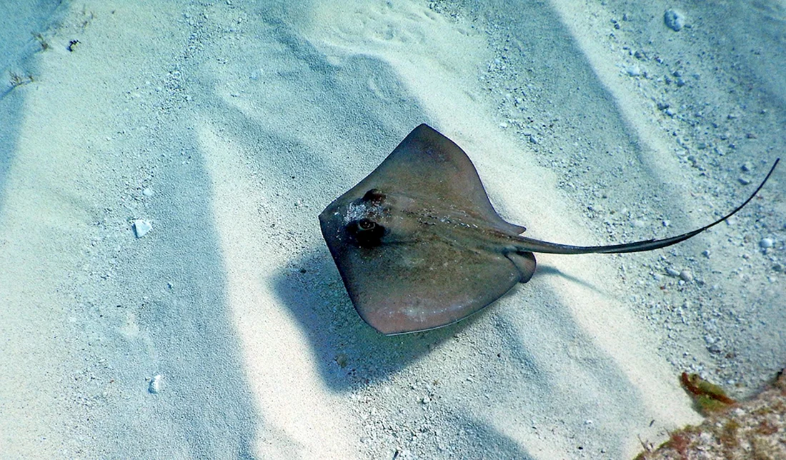 Скат-хвостокол морской кот
