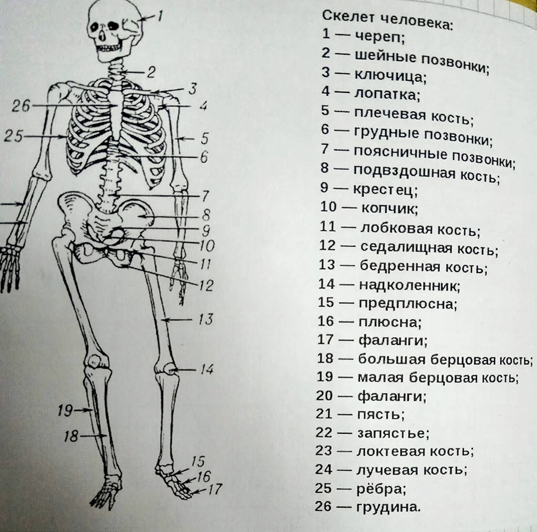 Скелет человека сзади с подписями костей