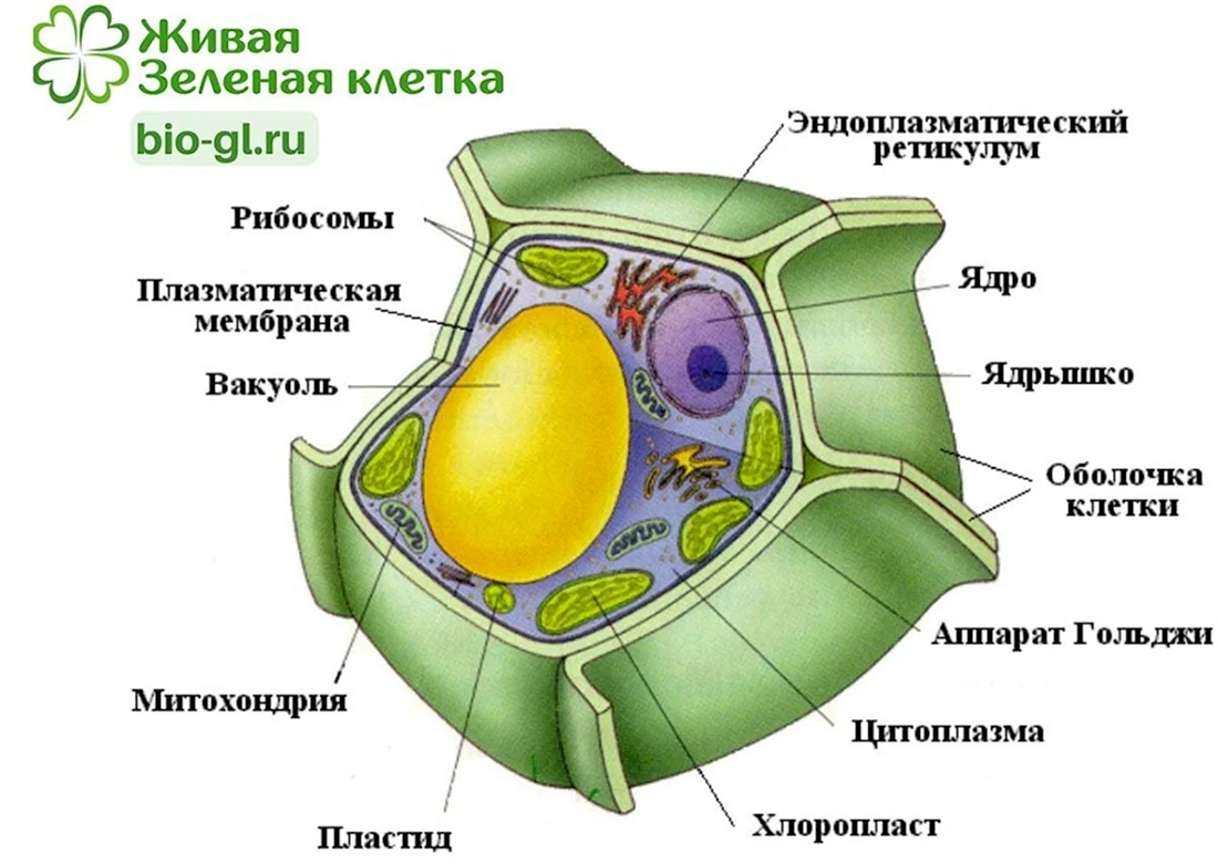 Схема строения грибной клетки