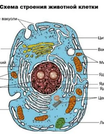 Схема живой клетки