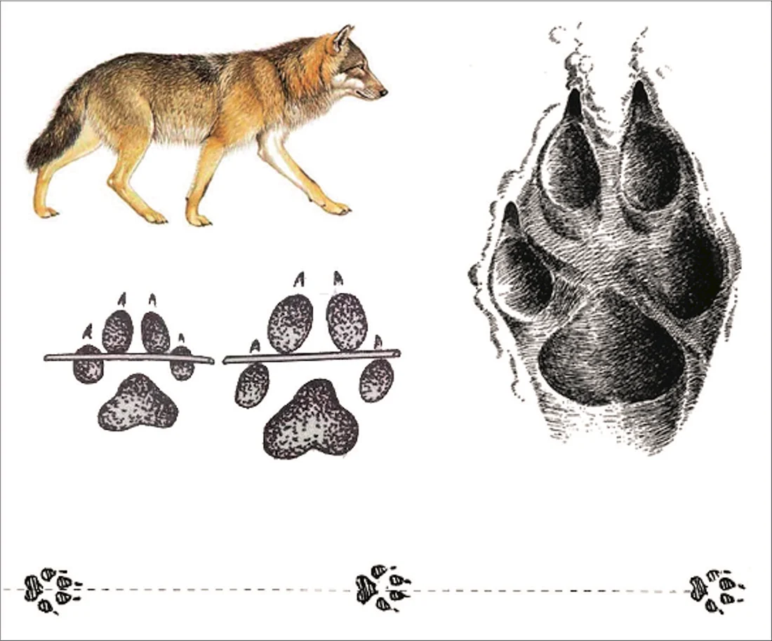 Следы животных картинки (41 фото)