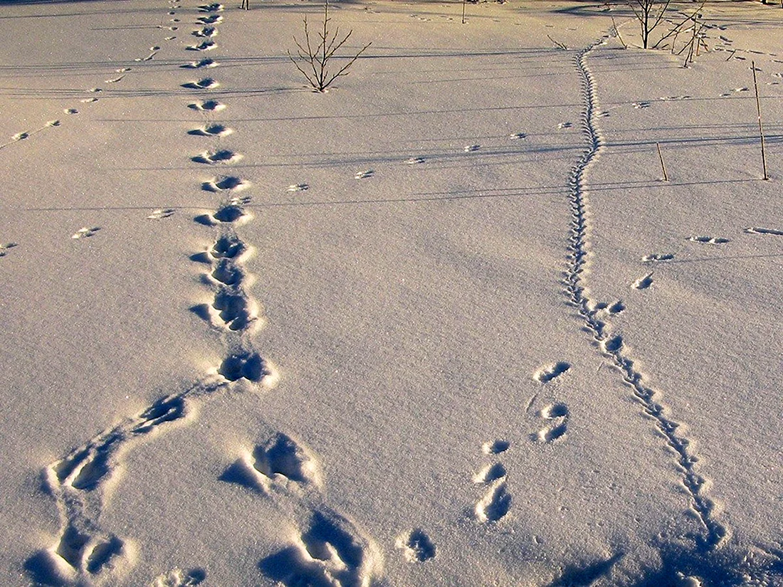Следы животных на снегу