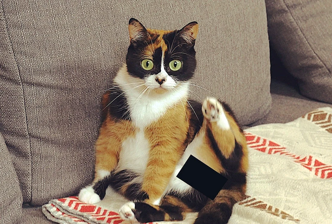 Сливки шоу куки это кот или кошка