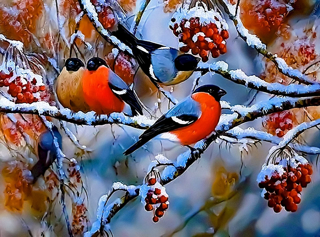 Снегири зимой