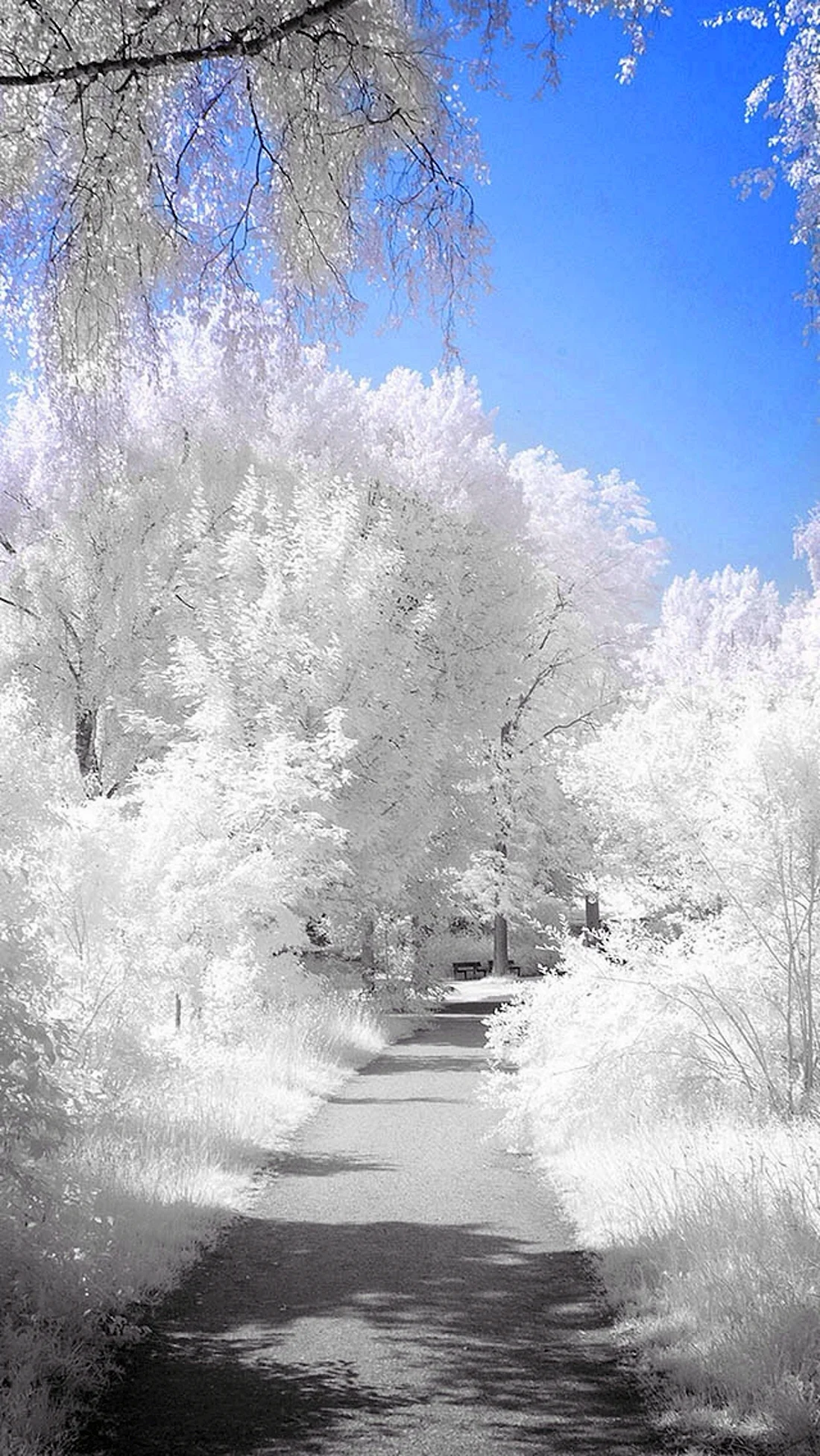Снежная природа