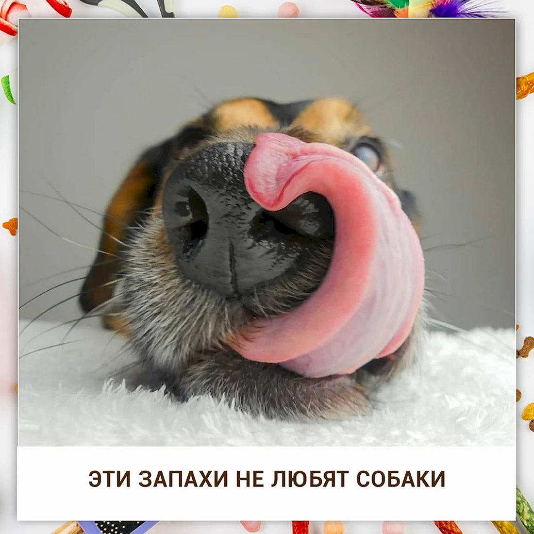 Собачий нос