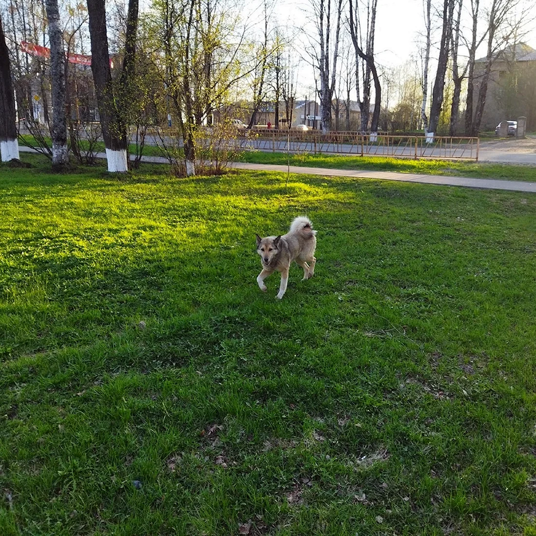 Собака