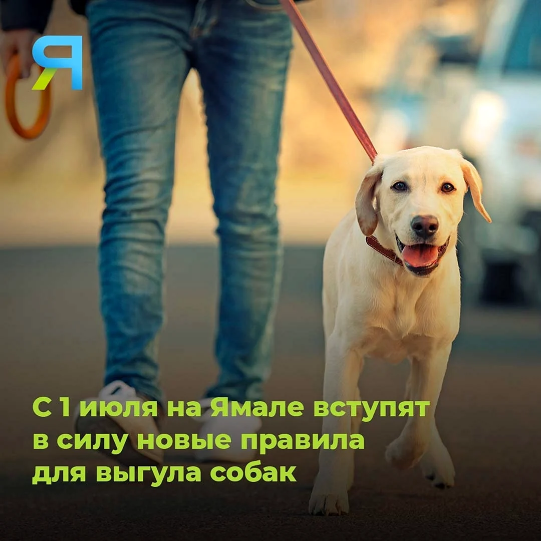 Собака на самовыгуле