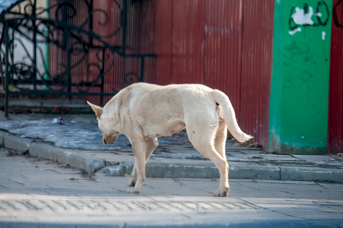 Собака на улице