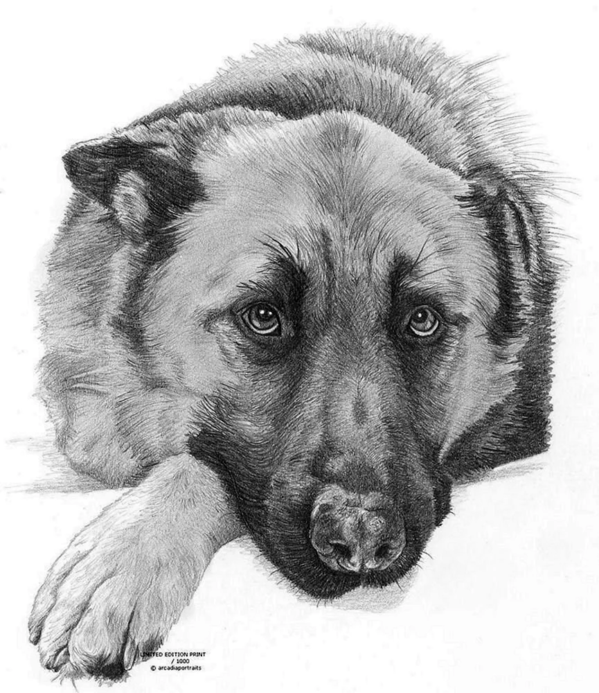 Собака рисунок