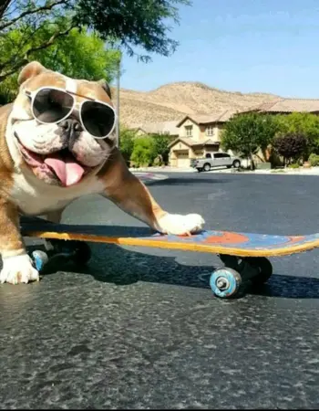 Собака скейтбордист