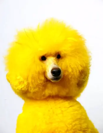 Собака желтого цвета