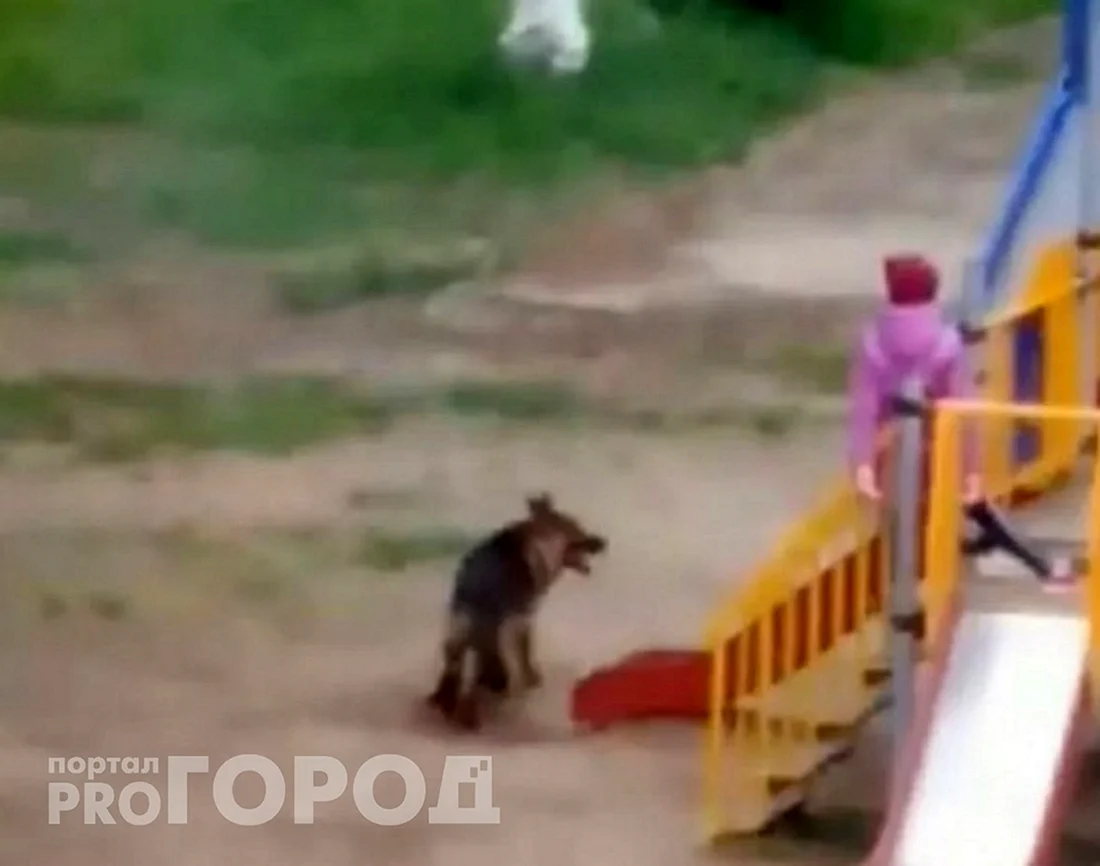 Собаки