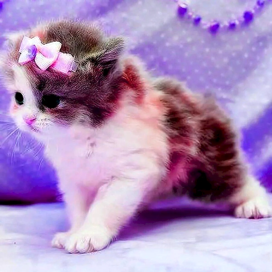София котик
