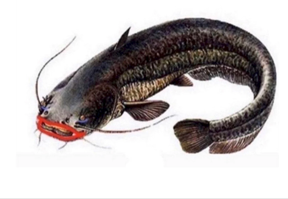 Сом обыкновенный Silurus GLANIS