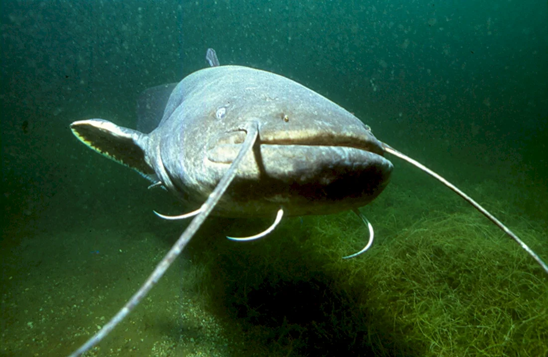 Сом обыкновенный Silurus GLANIS