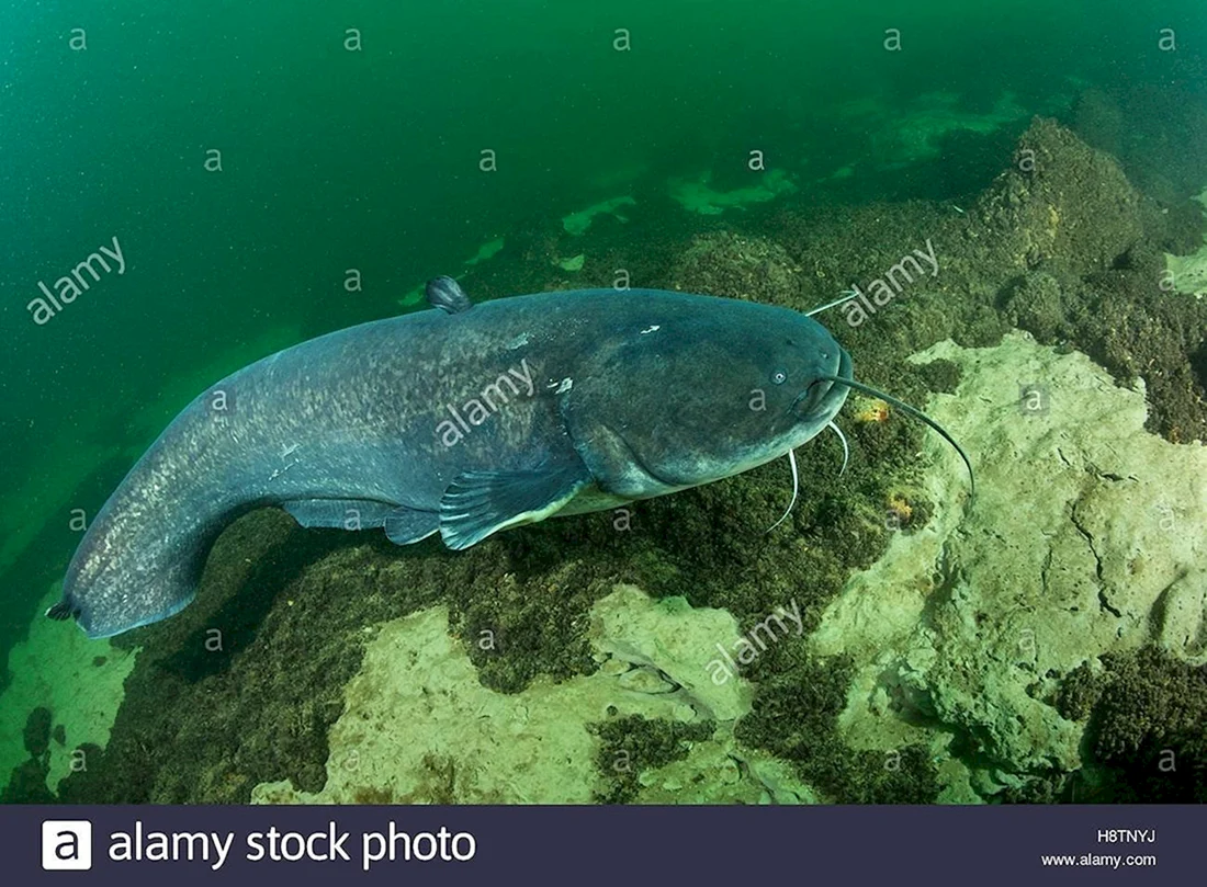 Сом обыкновенный Silurus GLANIS