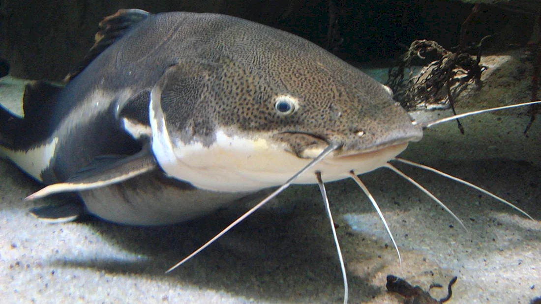 Сом Солдатова Soldatov Catfish