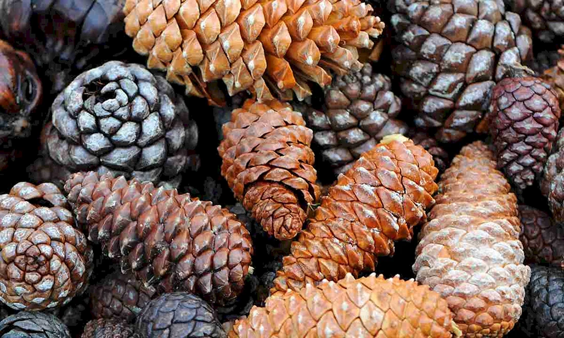 Сосна Бунге шишки