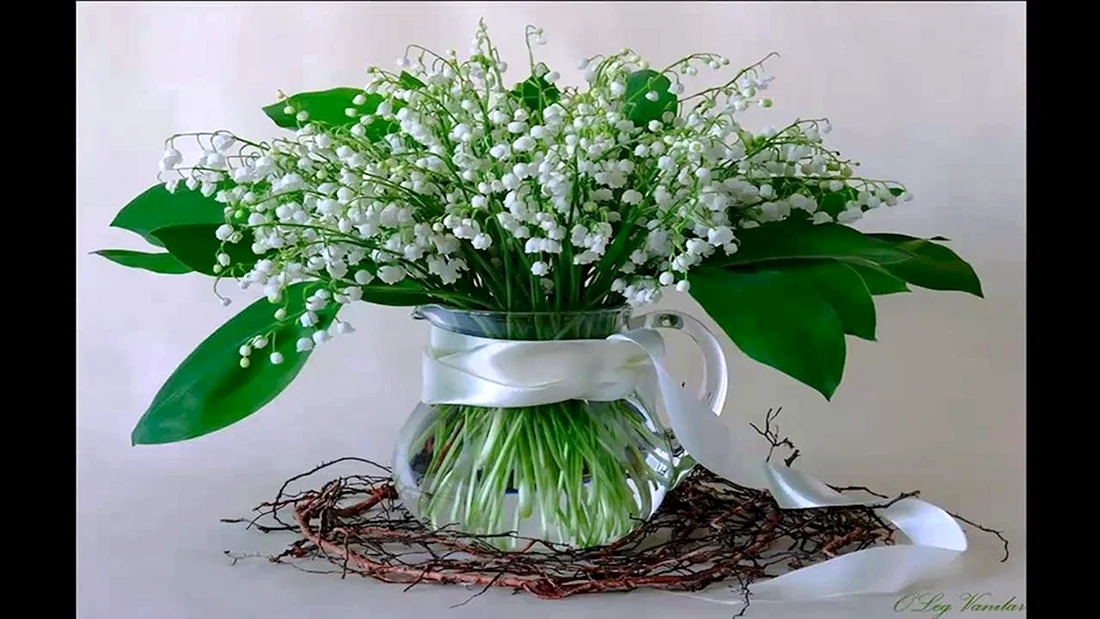 Спейранта Ландышевая
