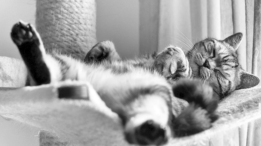 Спящие котики