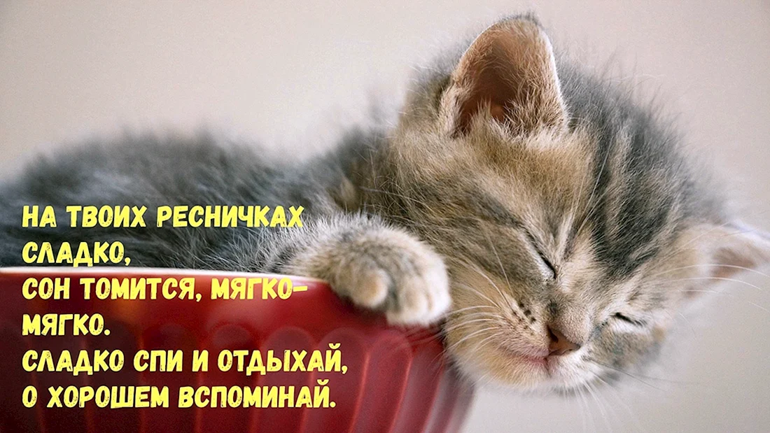 Спокойной ночи сладких снов