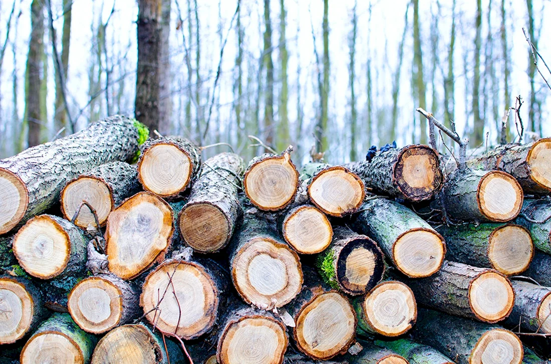 Срубленное дерево Шишкин