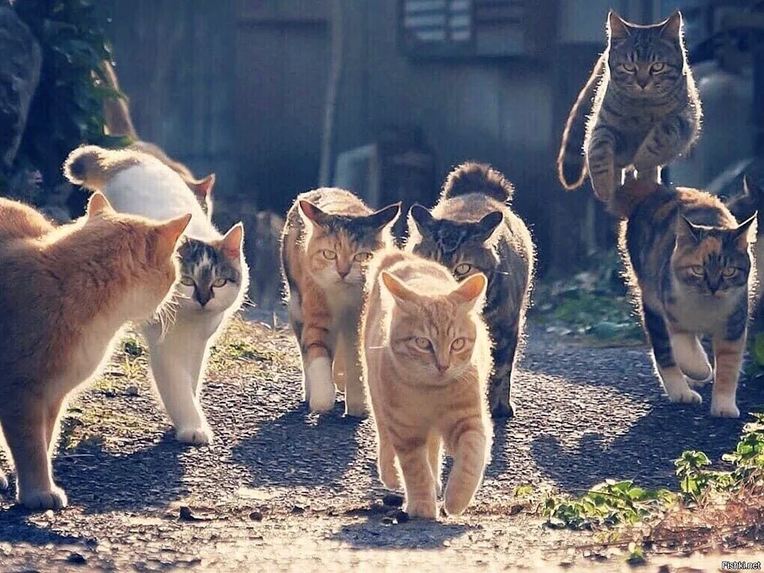 Стая котов