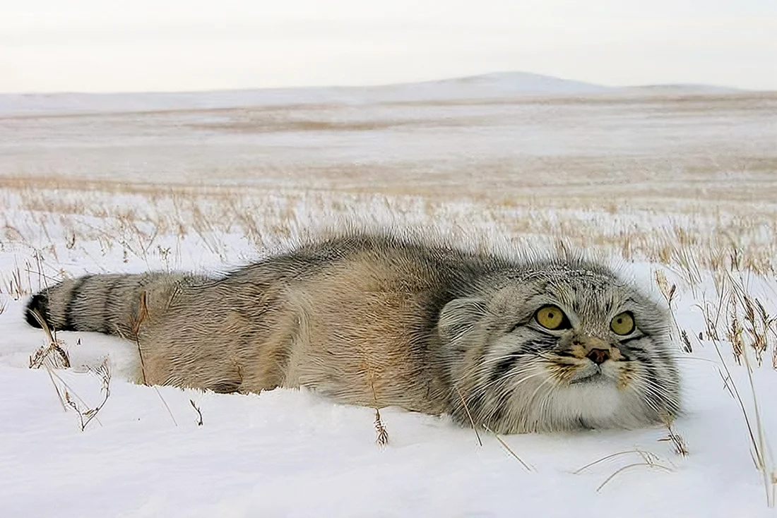 Степной кот Манул