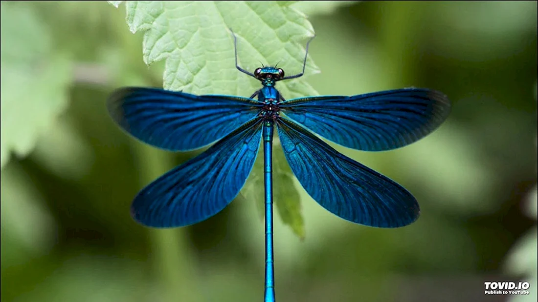 Стрекоза Calopteryx