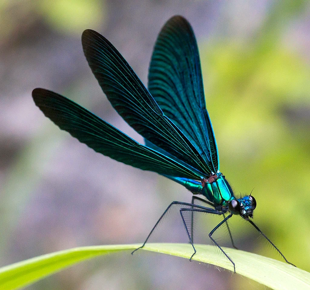 Стрекоза Calopteryx Virgo