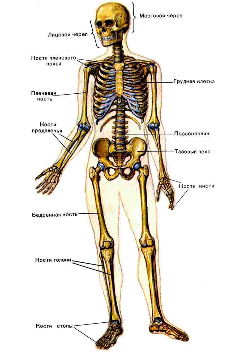 Кости человека картинки (34 фото)