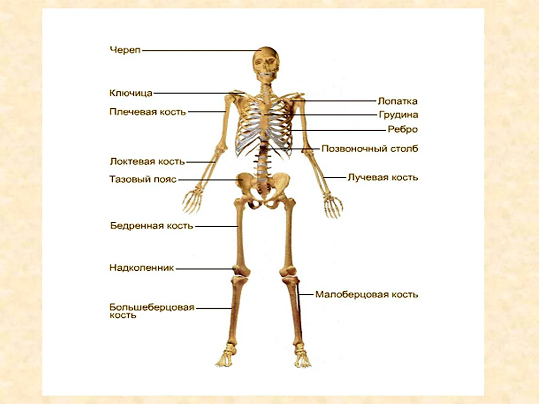 Кости человека картинки (34 фото)