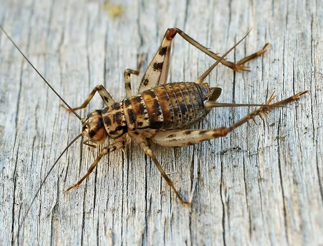Сверчок Gryllomorpha Dalmatina
