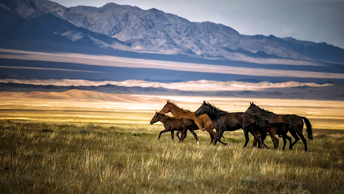 Табуны лошадей в степях Казахстана