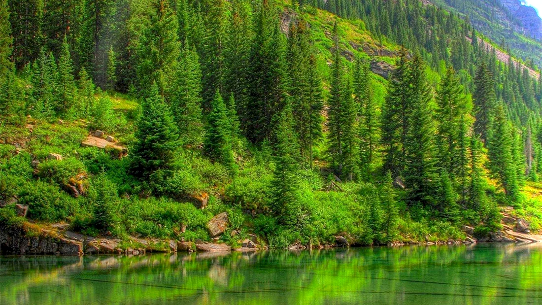 Тайга хвойные леса реки Сыктывкар