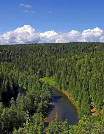 Тайга лес Усть-Илимск