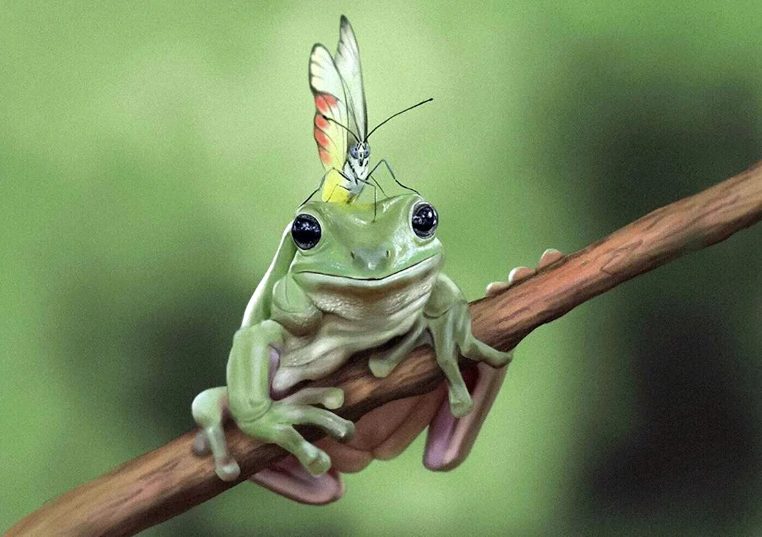 Танто Йенсен — индонезийский фотограф