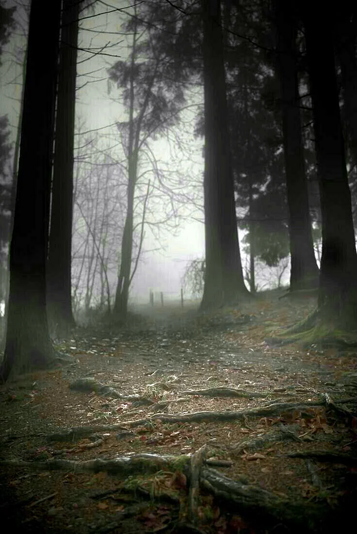 Темный лес the Woods 2005