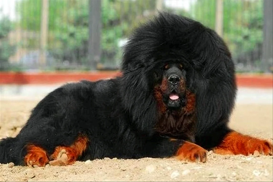 Тибетский мастиф