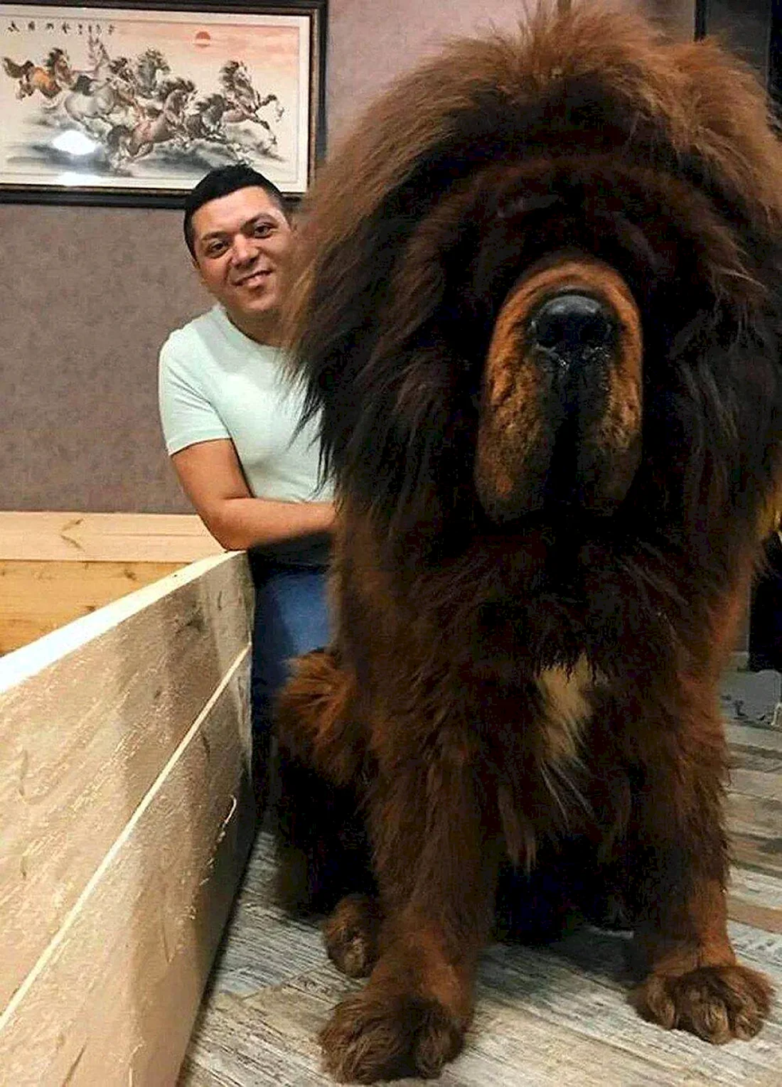 Тибетский мастиф