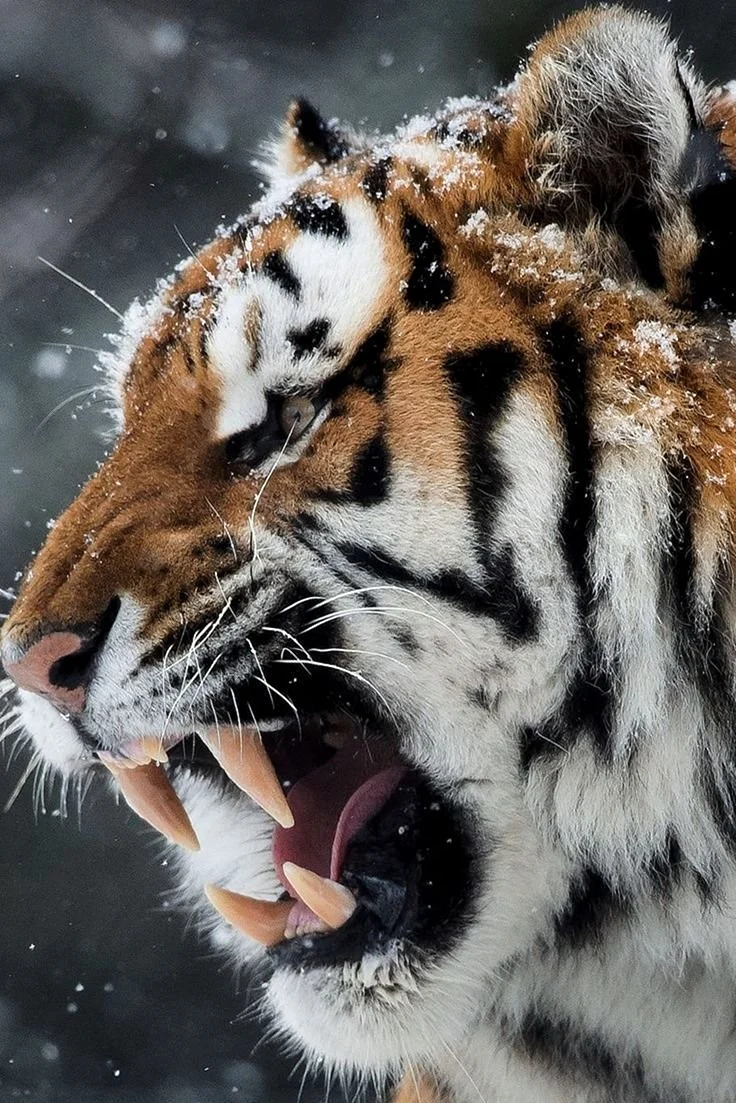 Тигр 4к