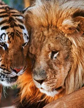 Тигр и тигрица. И Лев левица