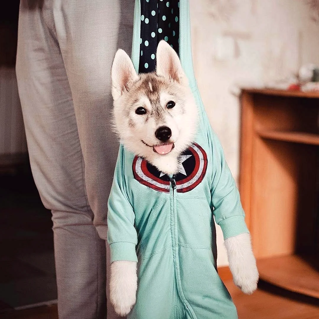 Тиктокер хаски