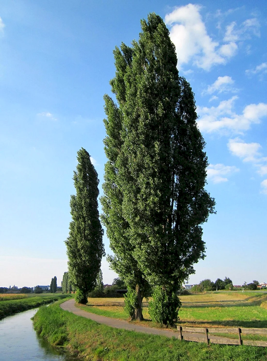 Тополь пирамидальный Populus pyramidalis