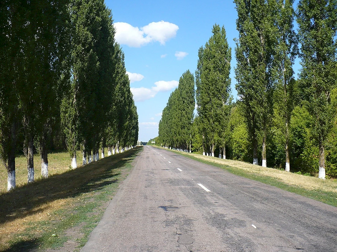 Тополь пирамидальный Populus pyramidalis