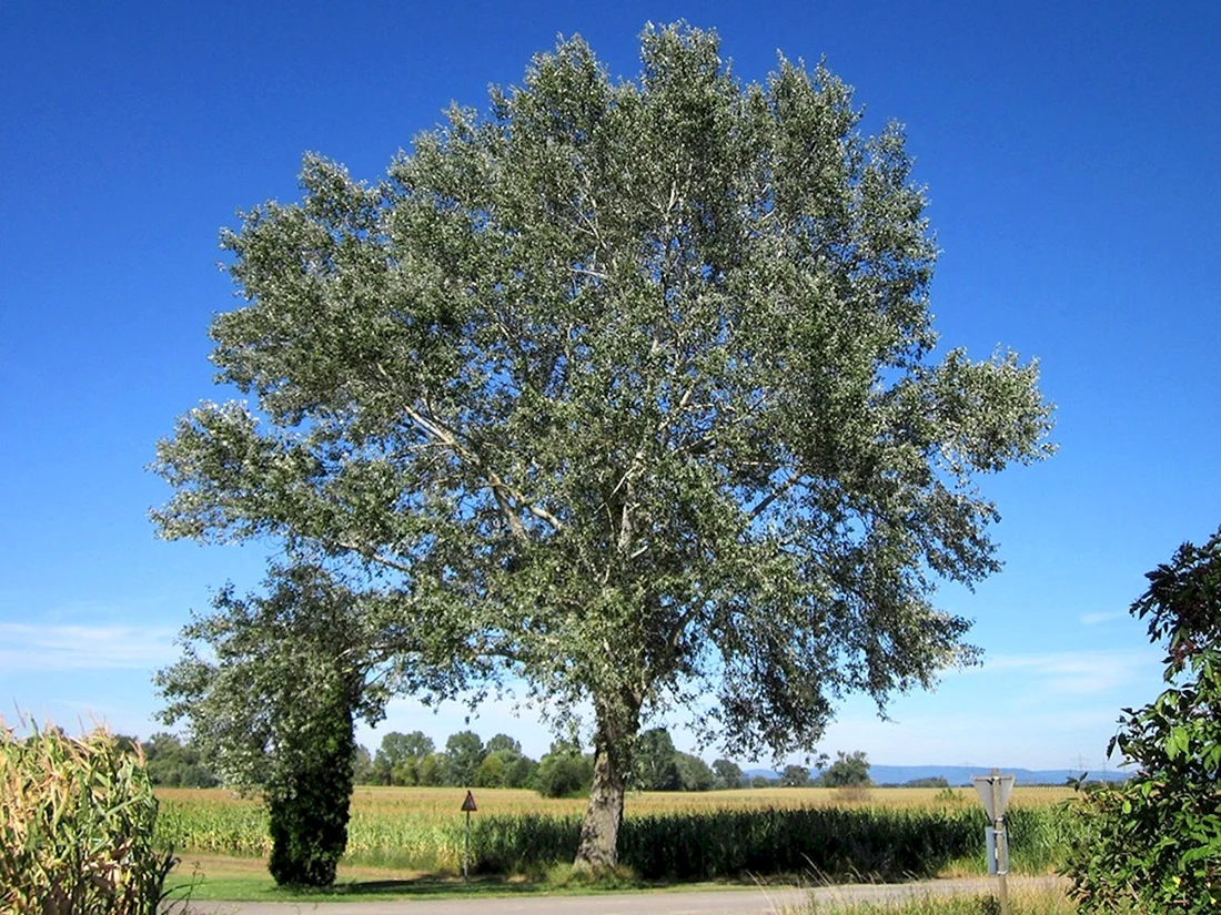 Тополь Populus Alba