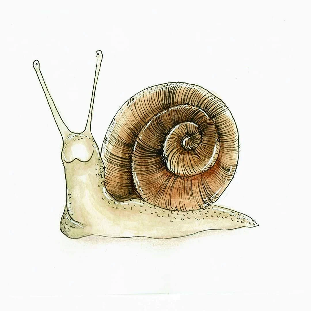 Улитка рисунок